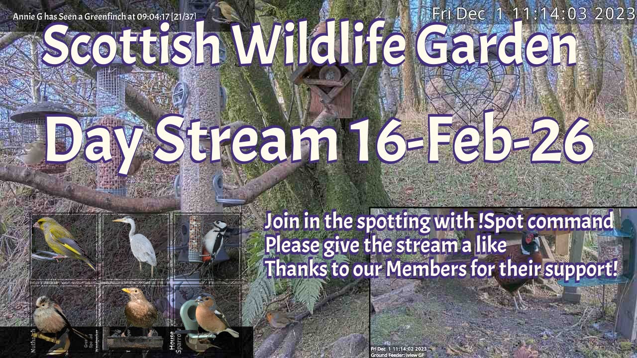 LIVE 🔴 Bird Feeders, Wildlife Cameras Scotland UK from Scottish Wildlife Garden
