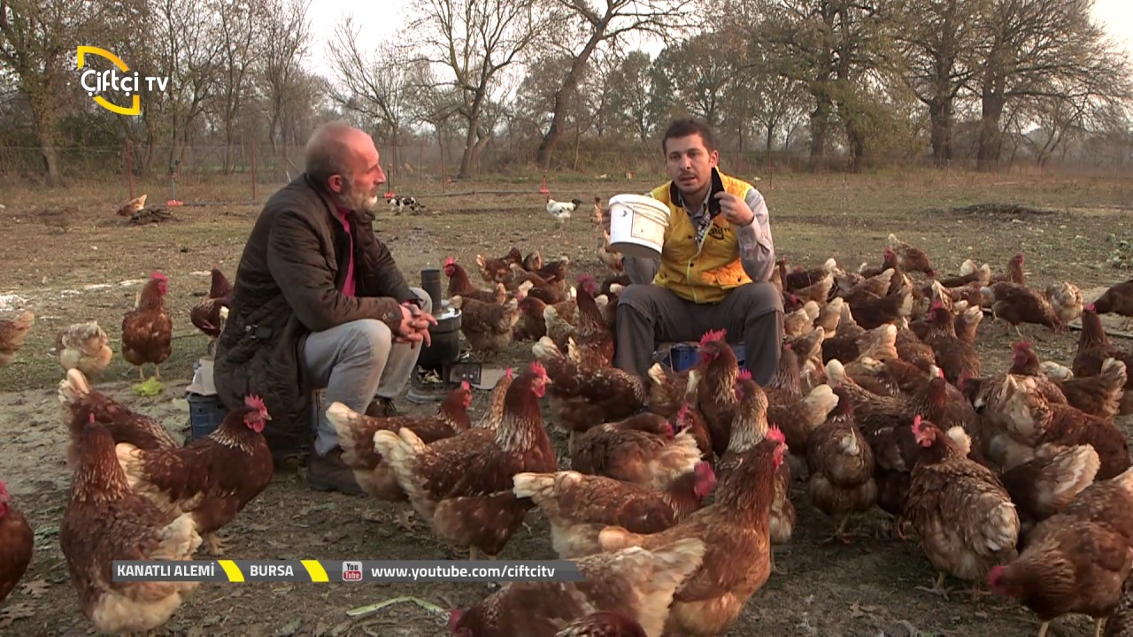 Kanatlı Alemi-Lohman Brown ve Salma Tavukçuluğu Konuşuyoruz...
