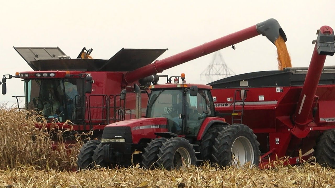 Corn Harvest 2023 | Case IH 7120 Axial-Flow  Combine Harvesting Corn | Ontario, Canada