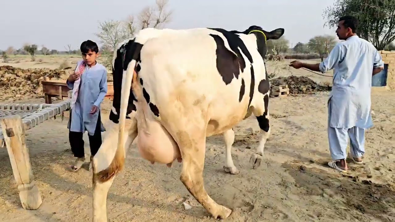 Hf friesian Cow For sale Biggest Cows #dairyfarm #shorts #shortvideo #viralvideo #foryou #trending