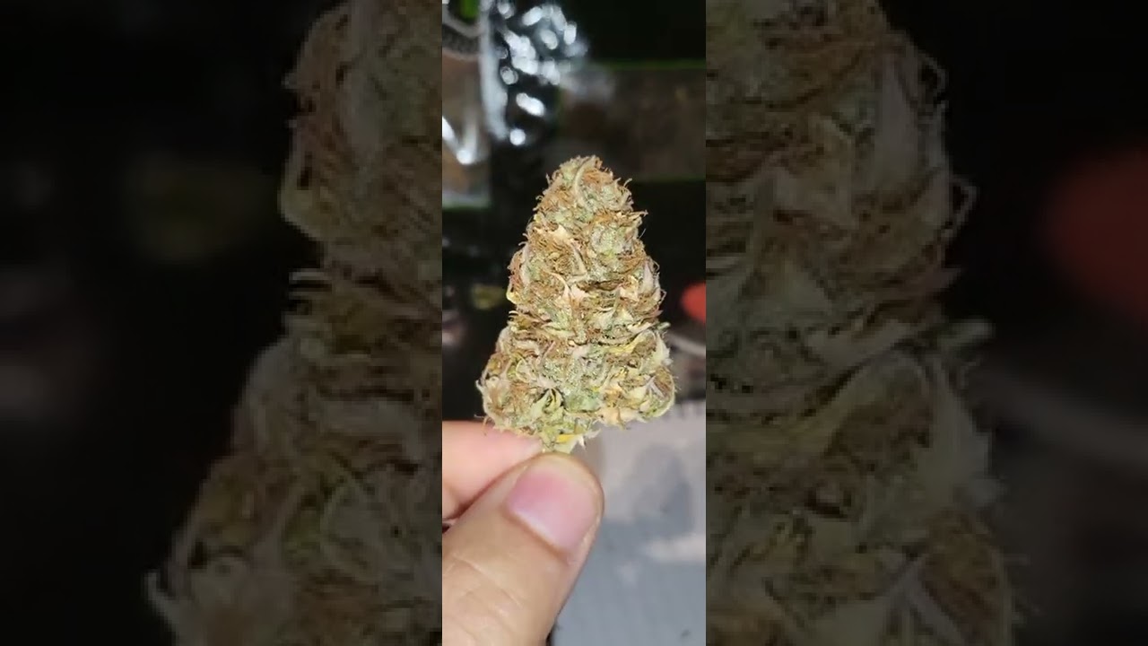 Grove bags review. Weed grow