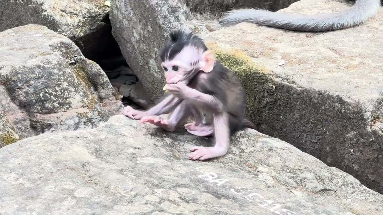Cutie small baby monkey and wonderful mom #monkey #babymonkey #animal #animallovers