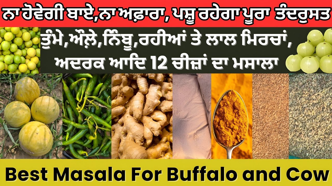 Best masala mixture for cows and buffaloes। ਸਾਰਾ ਸਾਲ ਪਸ਼ੂਆਂ ਨੂੰ ਦਿੱਤਾ ਜਾਣ ਵਾਲਾ ਮਸਾਲਾ,