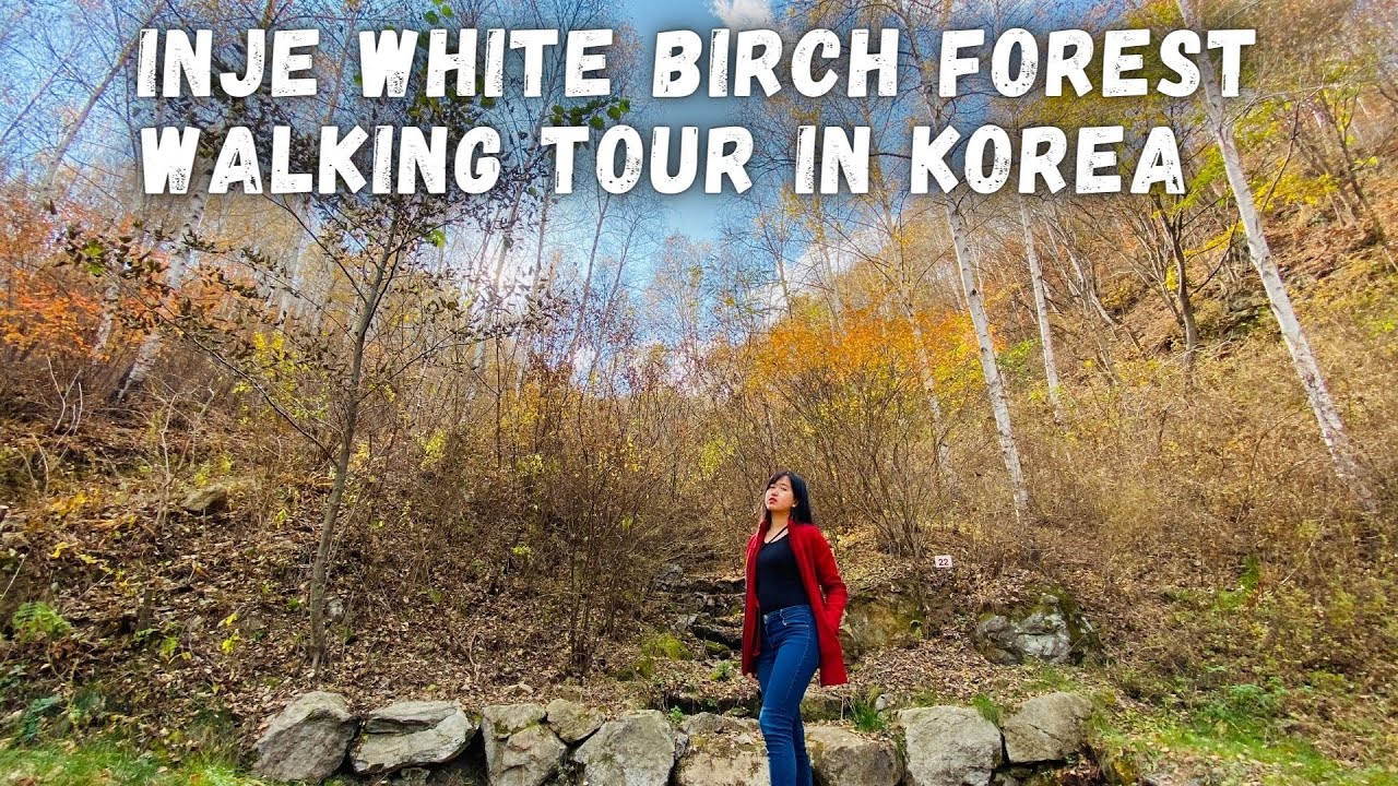 INJE WHITE BIRCH FOREST WALKING TOUR  PART 2 | WONDAERI BIRCH FOREST | SOUTH KOREA TRAVEL VLOG