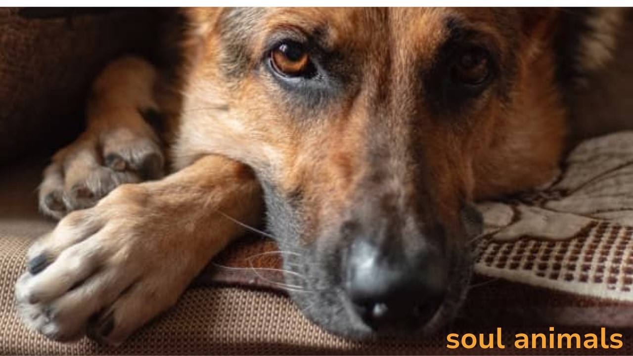He Waited 7 Months In A Shelter. Nobody Came — Until She Did