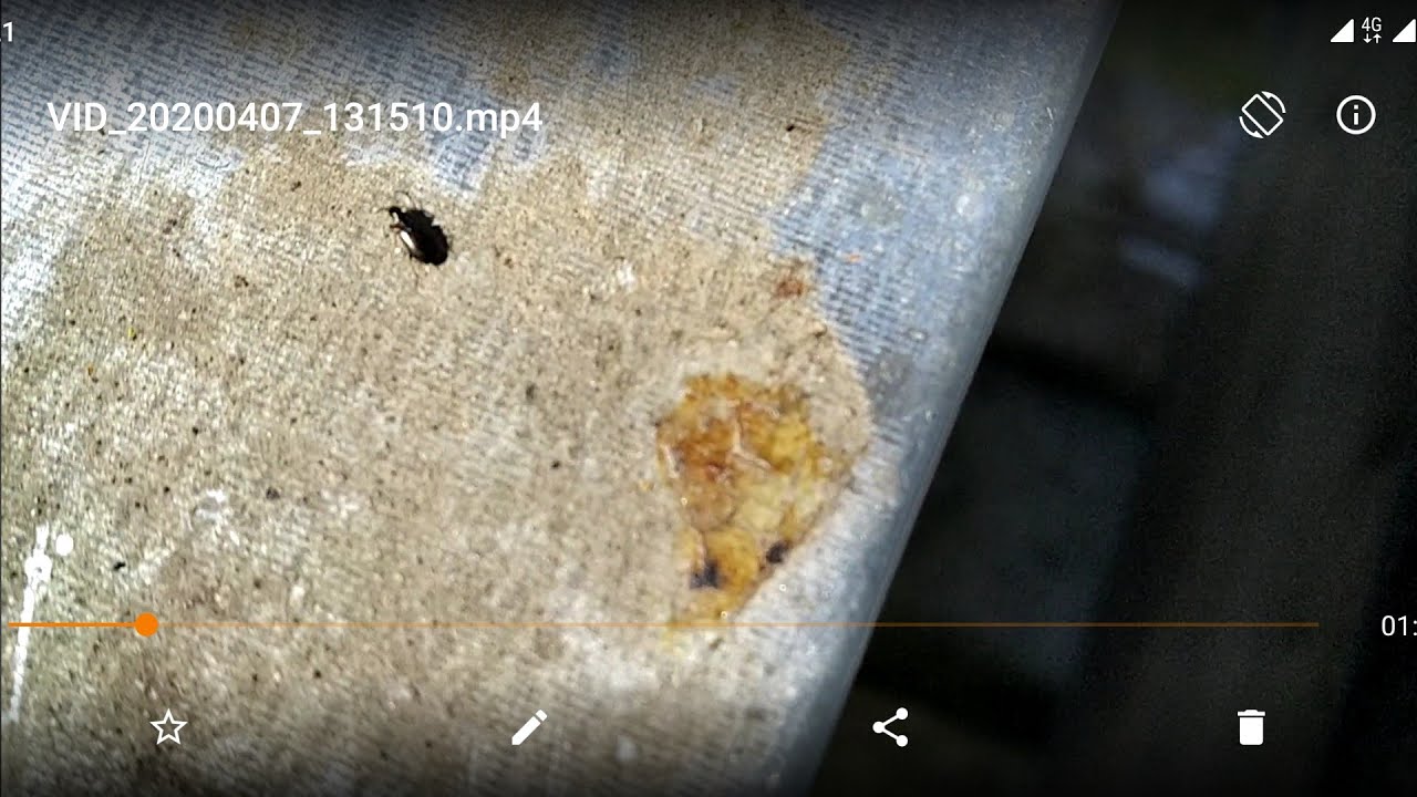 Rapsglanzk&auml;fer ist nicht der Beutenk&auml;fer