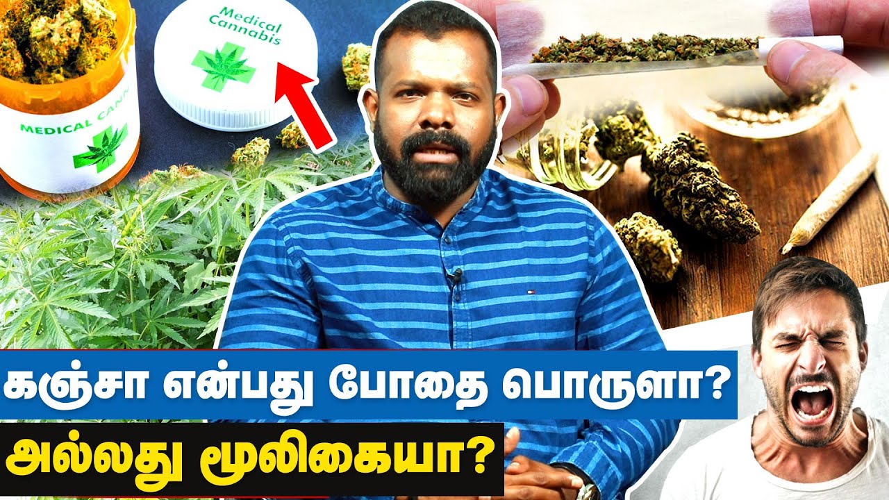 மூலிகை பொருளான கஞ்சா, போதை பொருள் ஆனது எப்படி? Dr. Guru |  Siddhayur Health Care | IBC Tamil