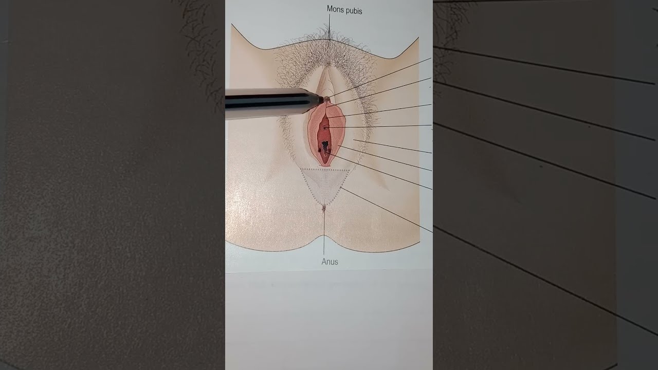 Role of clitoris | clitoris function and location | female reproductive system
