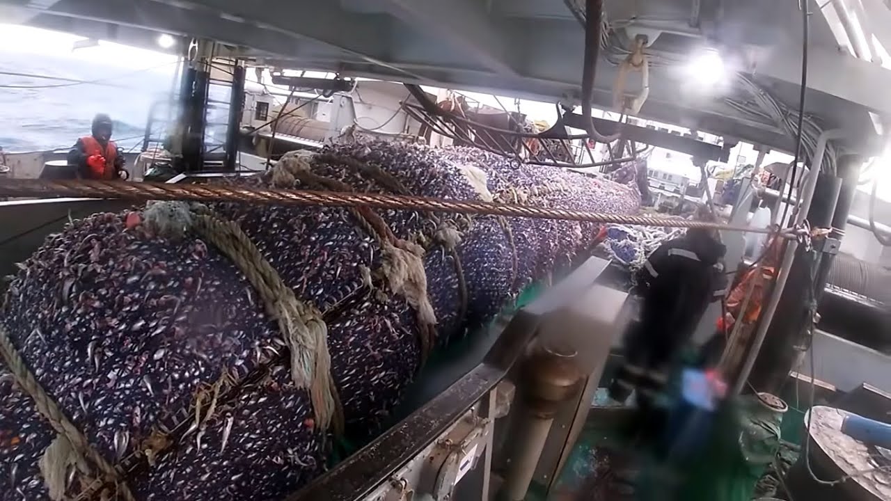 Выборка трала 130 тонн на русском траулере / 2021