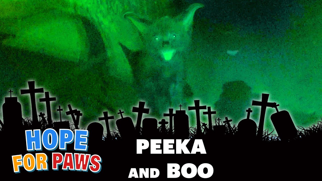 Peeka and Boo - sewer rescue into the night. Happy Halloween! 👻 #kittens