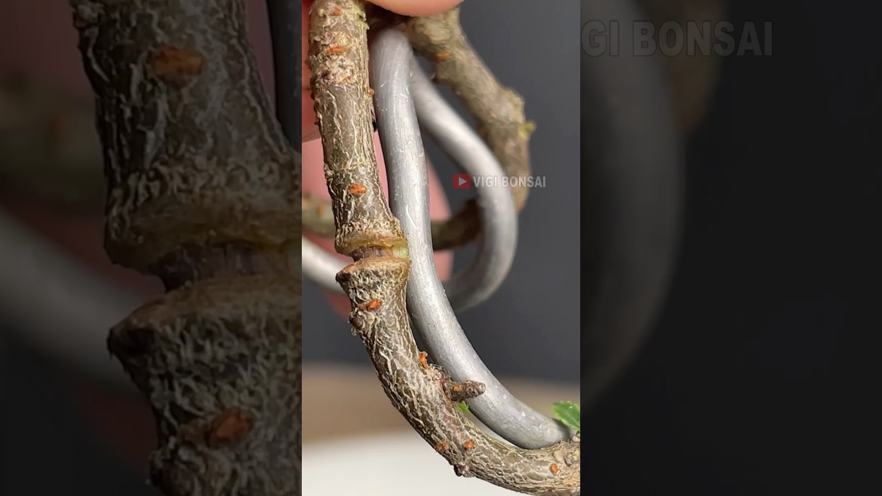 Simple Ways to Make Bonsai