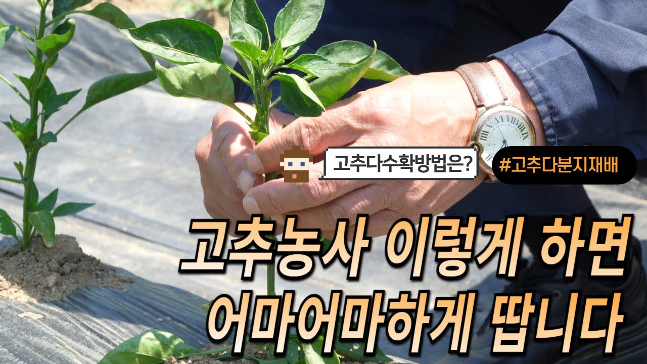 [바플티비]고추농사 이렇게 하면 어마어마하게 땁니다!!(고추농사초기매우중요합니다!)