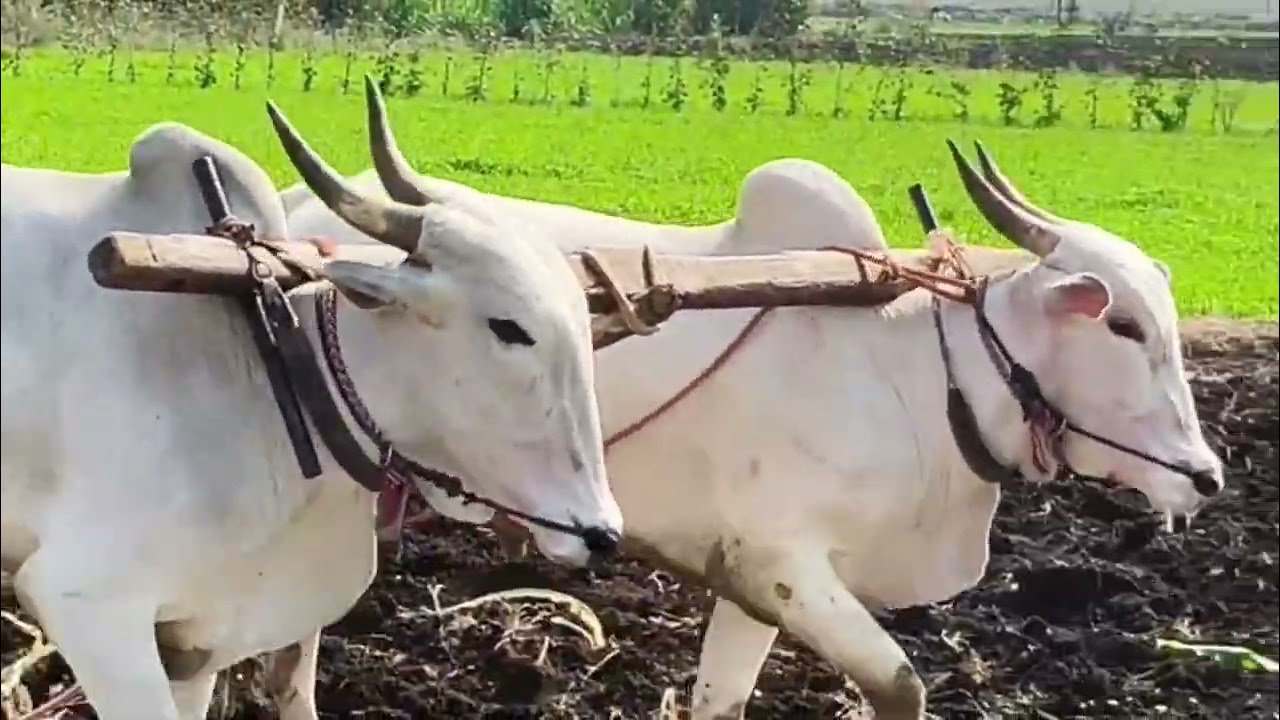 चार चार दात सगळ्या कामाची ग्यारटी मो नंबर 9850124436