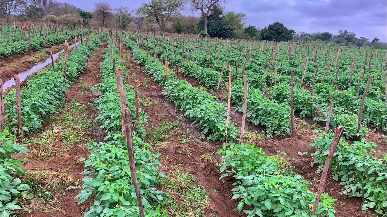Dicas que vão salvar tomate do verão
