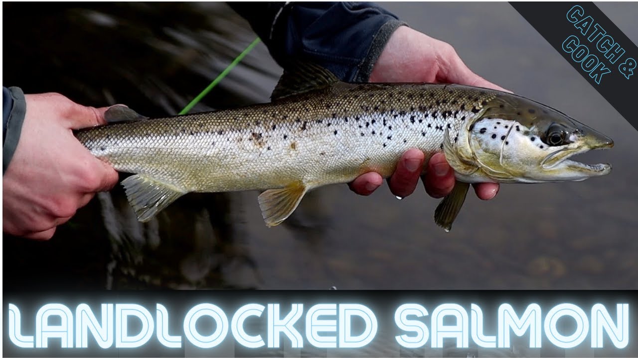 Land Locked Salmon CATCH N’ COOK + Truck Cap Camping Maine