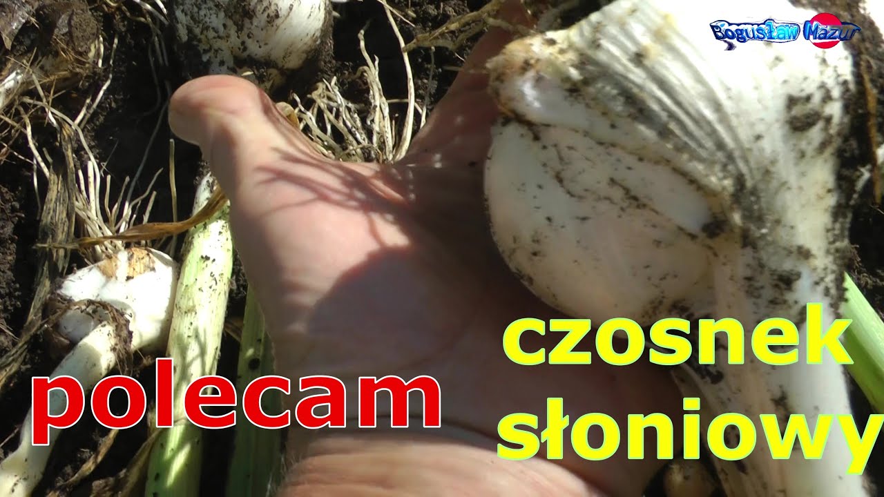 polecam czosnek słoniowy