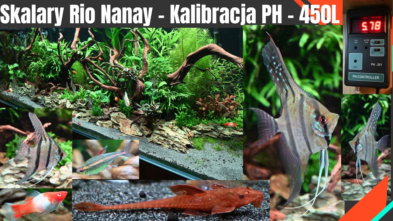 [450L] Skalary Rio Nanay [AngelFish] Kalibracja sondy PH-[08.02.2025][4K]