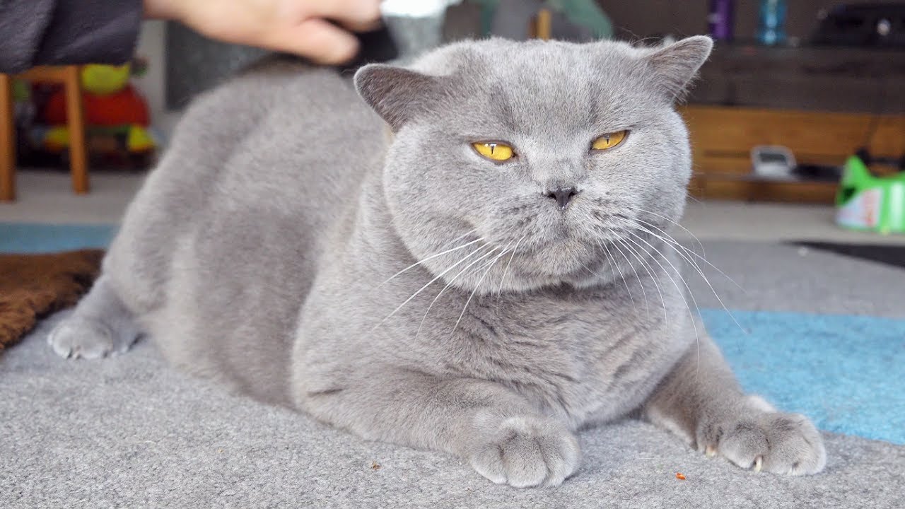 Brushing The Softest Cat ASMR