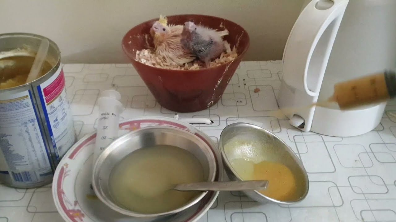 How to hand feed cockatiel Chicks in hindi/Urdu. #parrot #tame #freefly #handfeeding