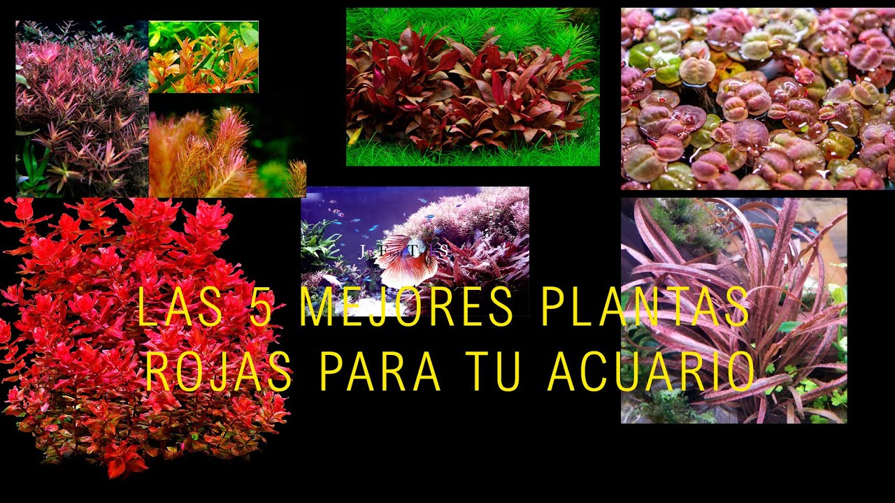 Las 5 mejores plantas Rojas para tu acuario plantado