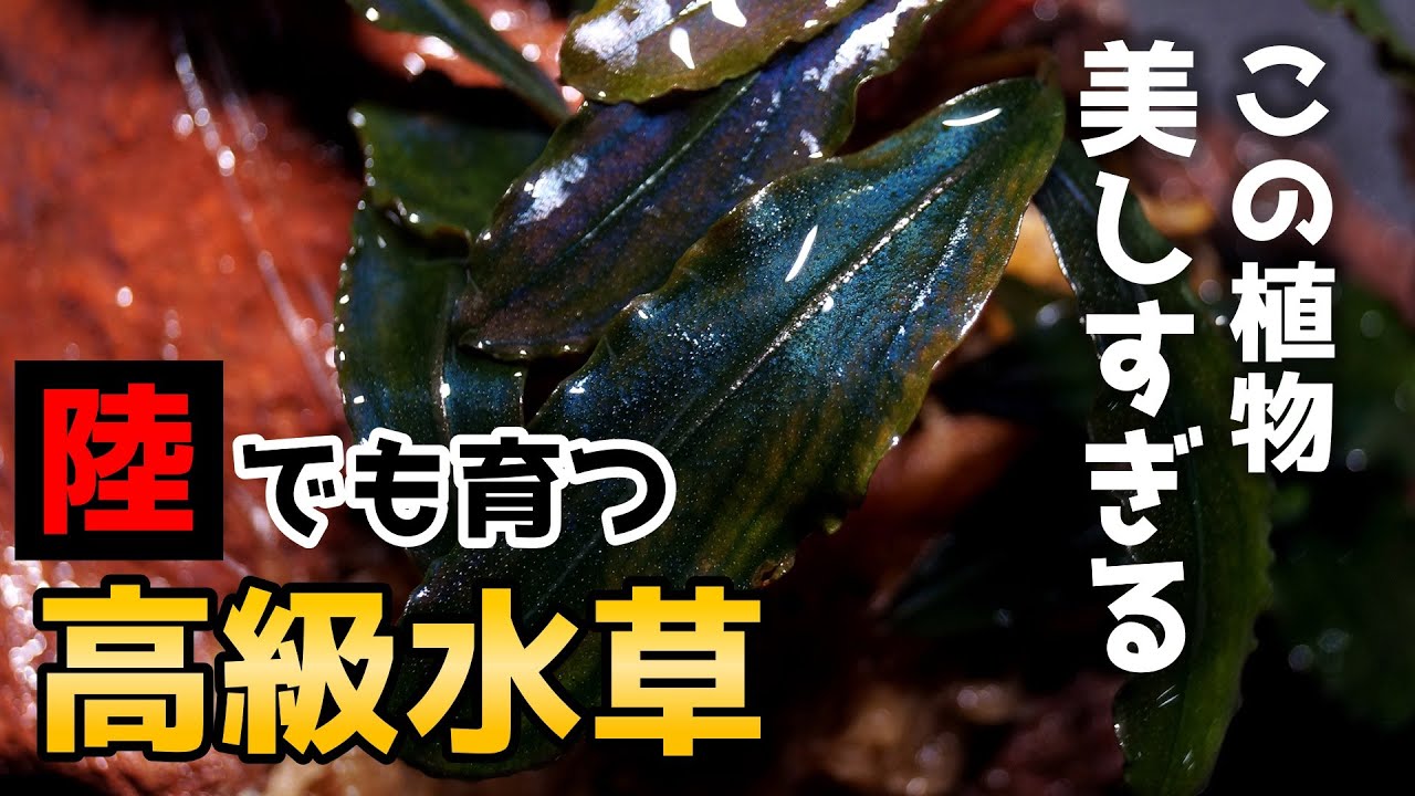 【大注目の人気植物】ブセファランドラの水上栽培！溶岩石に活着させよう♪【アクアリウム】