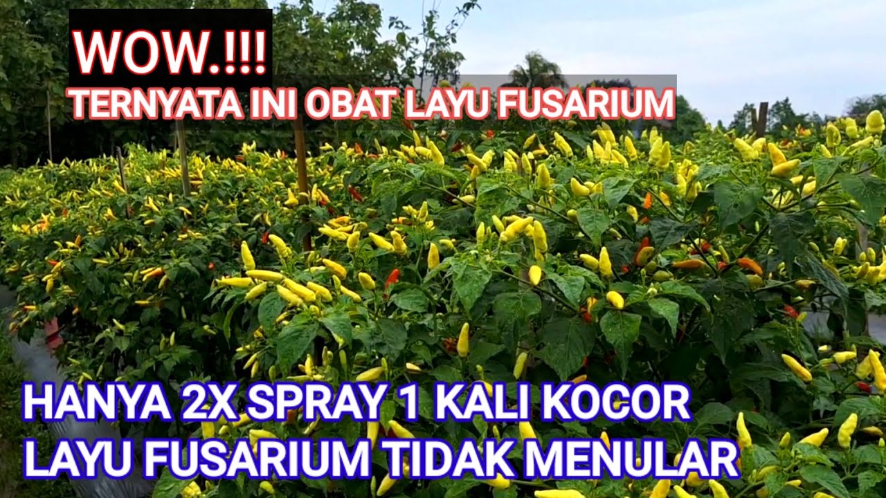 WOW TERNYATA INI..! OBAT UNTUK MENCEGAH LAYU FUSARIUM TANAMAN CABE