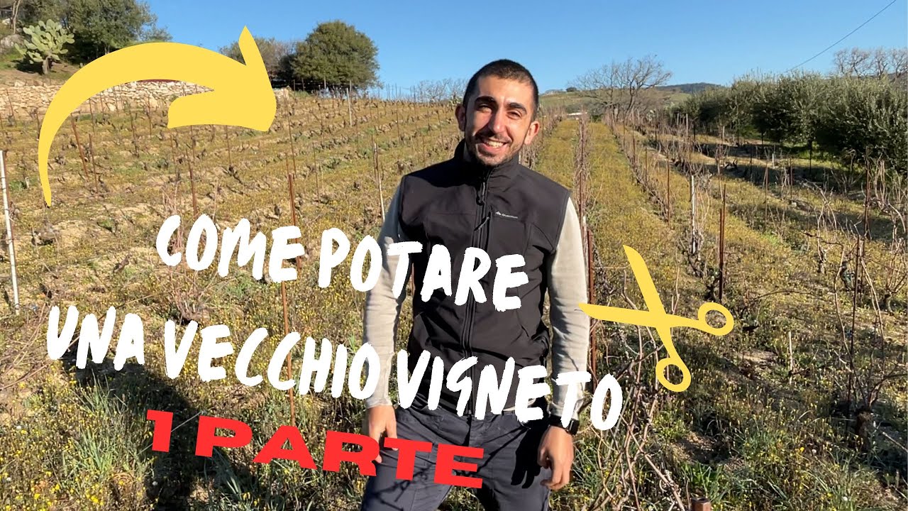 Potatura a cordone speronato: il segreto per riparare una VECCHIA VIGNA