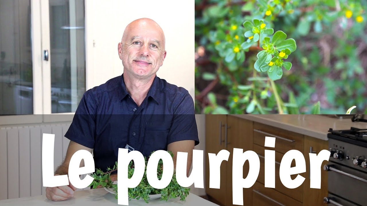 Pourpier sauvage : super aliment et propri&eacute;t&eacute;s m&eacute;dicinales