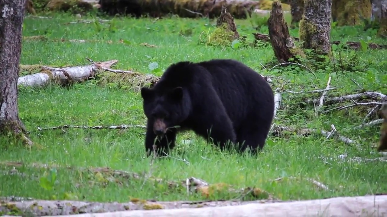 Olympic National Park Black Bears