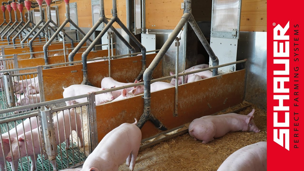 🐷 NatureLine Tierwohlstall f&uuml;r Ferkel & Mast &ndash; Ein zukunftsweisendes Konzept! 🌿