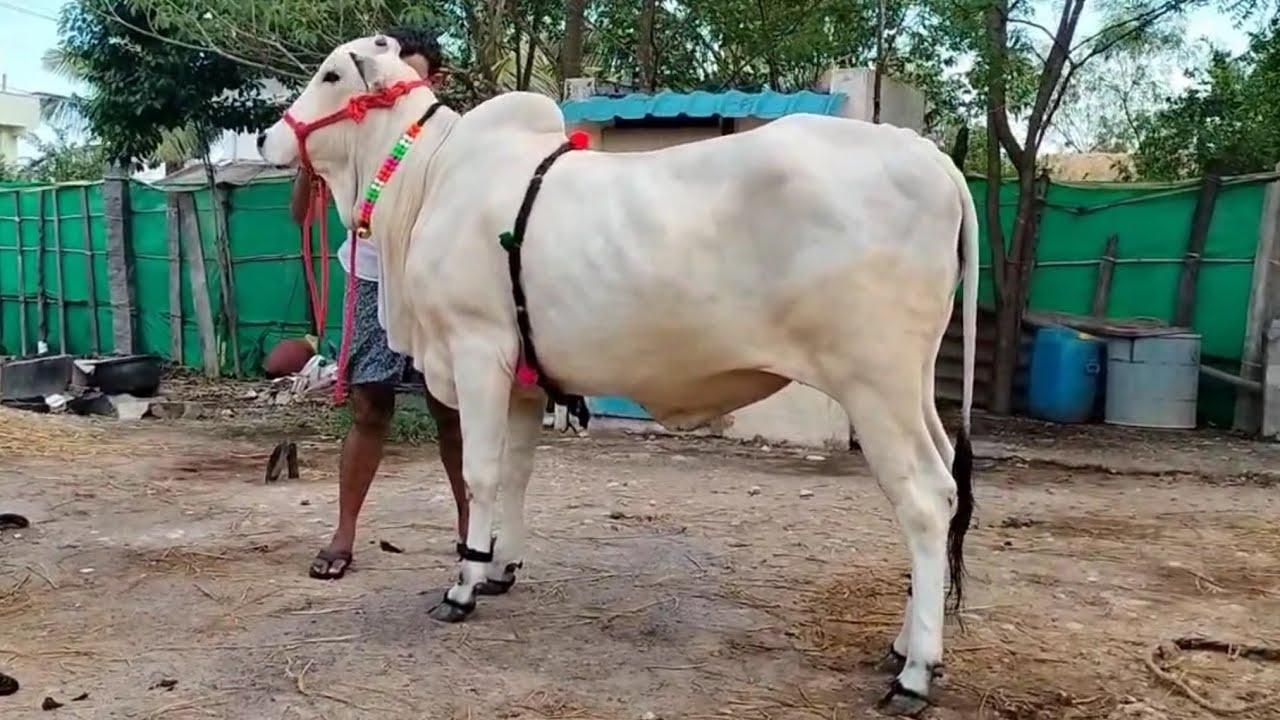 Ongole cow for sale 9493107692💗MILK TEETH💗58 inch💗8th month pregnancy @mukkalafarms9493