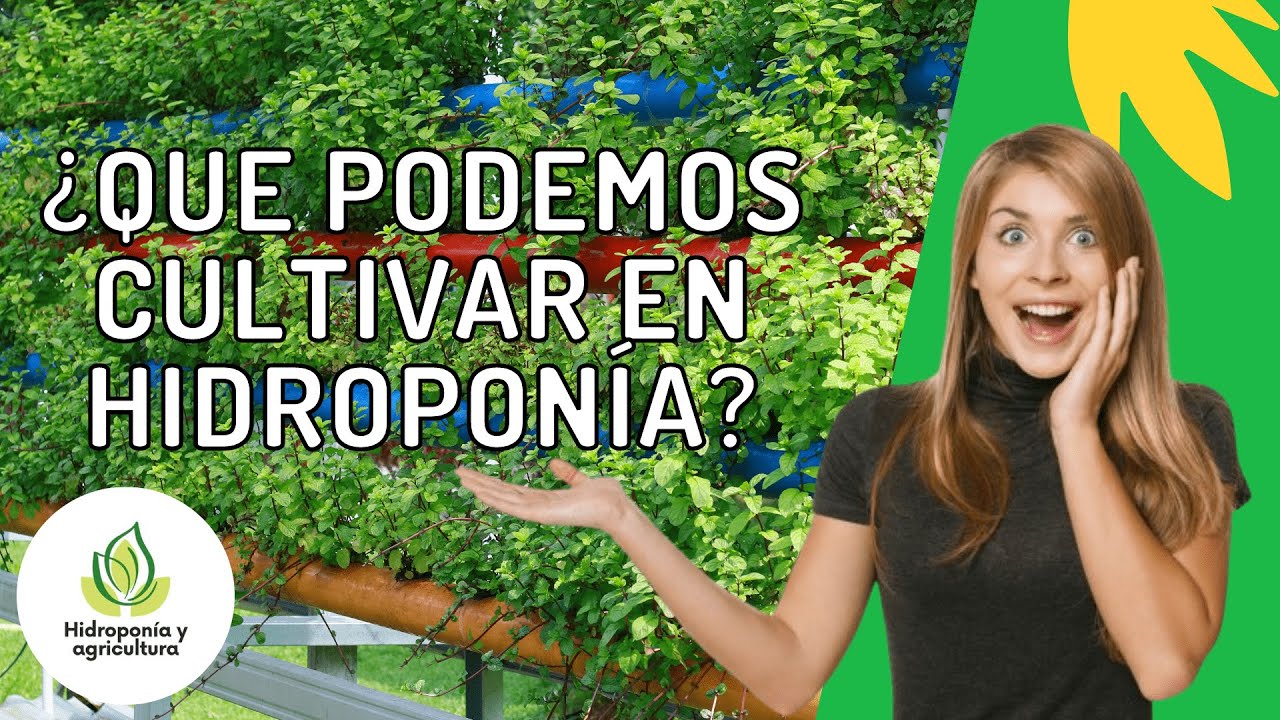QUE PODEMOS CULTIVAR EN NUESTRO SISTEMA HIDROPONICO EN CASA? 🤔