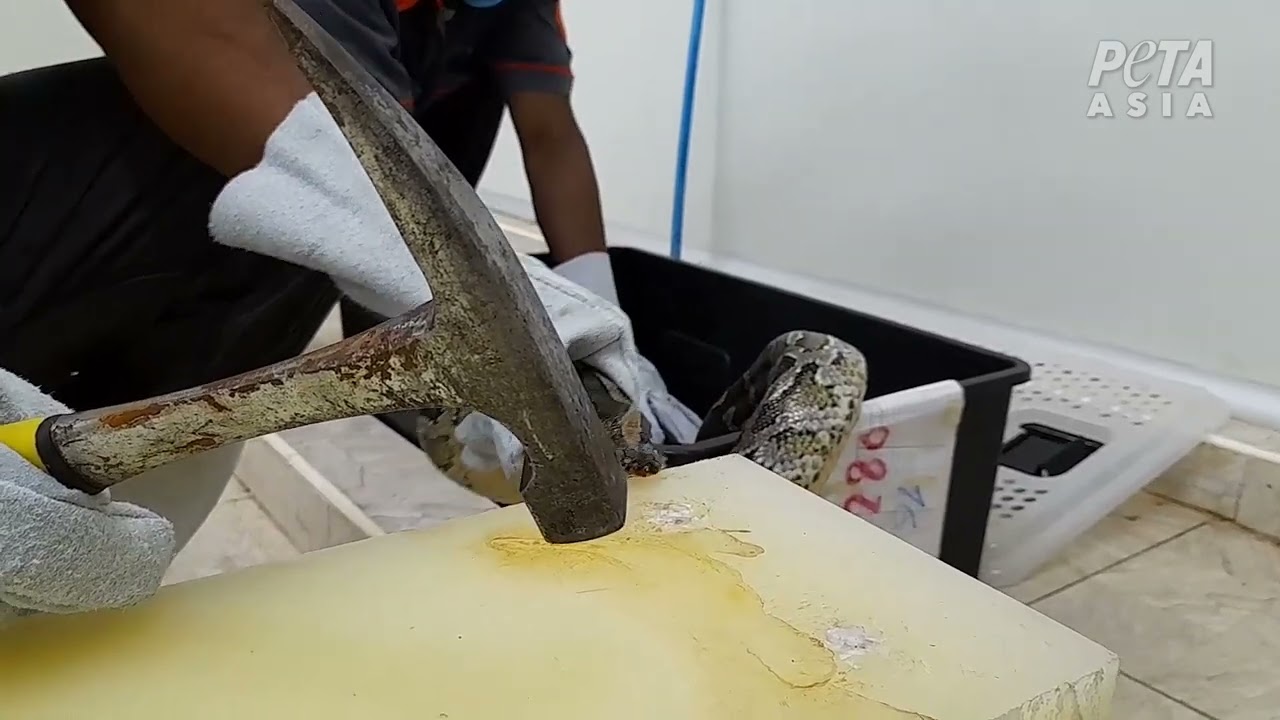Investigation: Pythons Bashed With Hammers, Impaled on Hooks for Gucci Owner