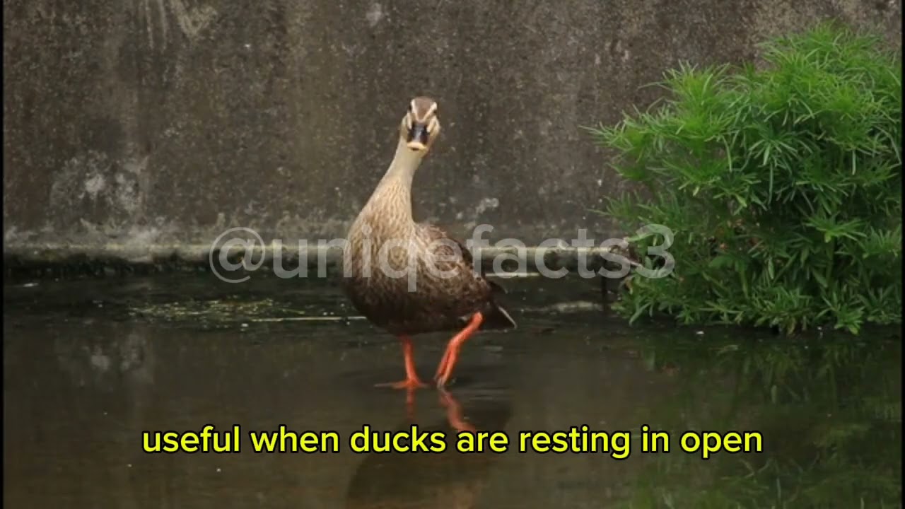@uniqefacts3 the unique facts for duck 🦆