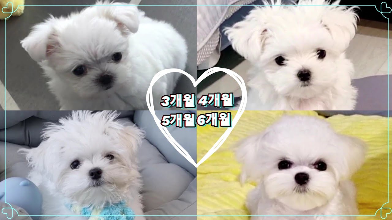 명랑제니 성장기(6개월까지) | Cheerful Jenny's Growth(Up to 6 Months) | 말티즈 성장과정