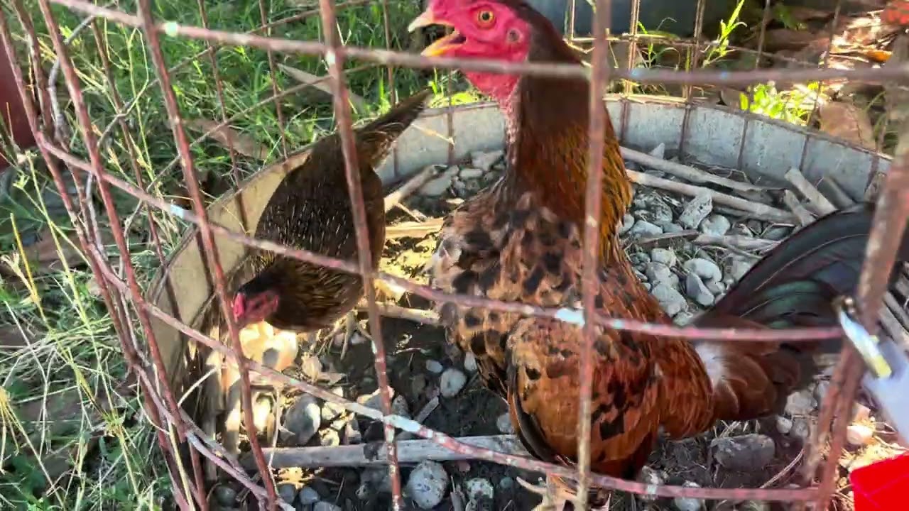 Cómo se logran las gallinas?  GALLINOS. ?