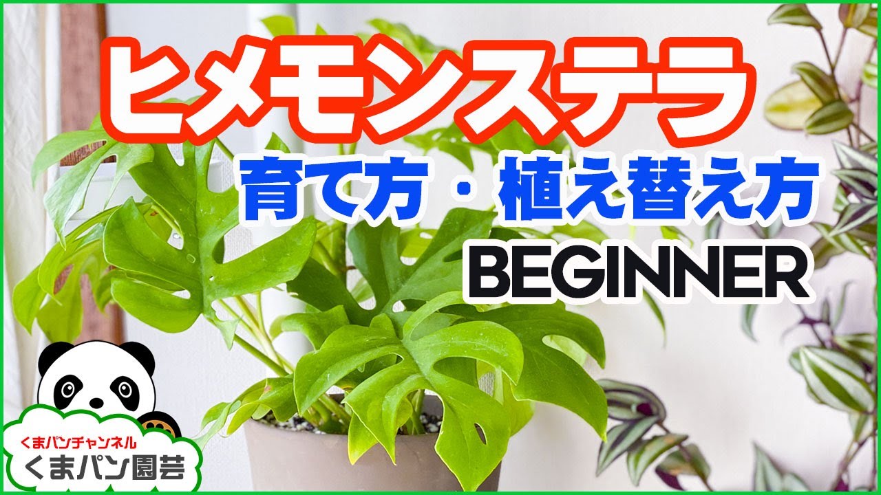 【観葉植物】ヒメモンステラ(姫モンステラ)の育て方【くまパン園芸】