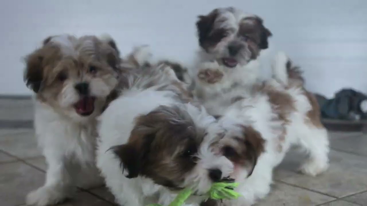 Playful Teddy Bear Puppies