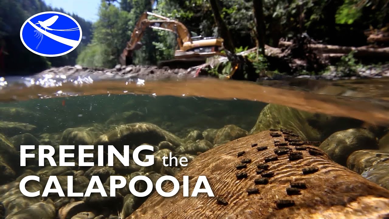 Freeing the Calapooia - A Northwest dam removal story