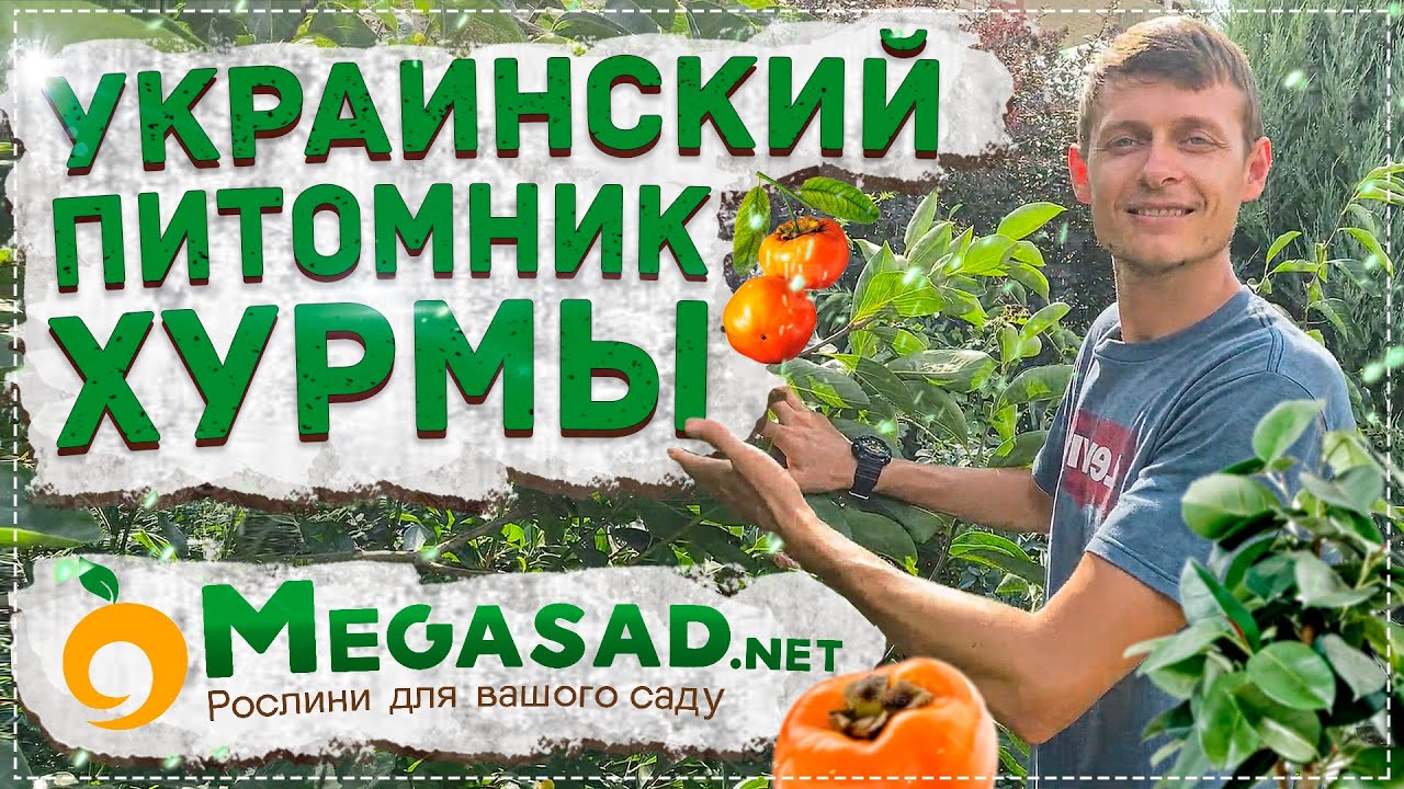 ЕСЛИ САЖЕНЦЫ ХУРМЫ, ТО ТОЛЬКО ИЗ ПИТОМНИКА 