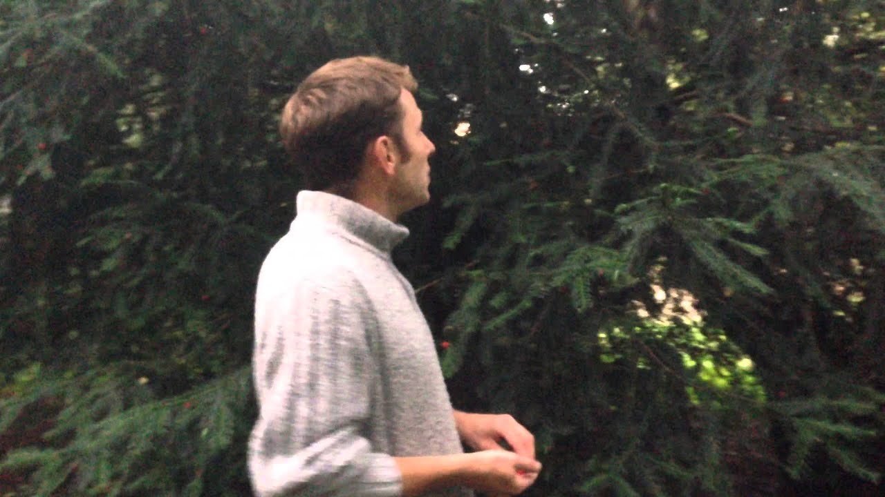 Тис ягодный (Taxus baccata). Смертельно ядовитое дерево.