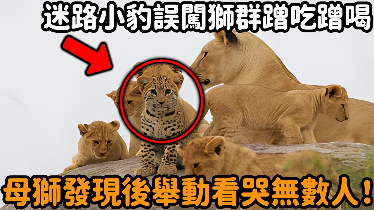 一隻迷路小豹子誤闖獅群蹭吃蹭喝，卻奇蹟般地與小獅子們毫無衝突！當領頭母獅現身後，沒想到接下來的舉動感動千萬人！#小豹子 #母獅 #跨種族情感 #動物育兒 #跨物種 #不可思議 #感動瞬間 #心靈飼養員