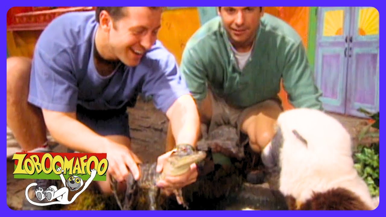 Zoboomafoo - Les Crocodiliens ! | TV Kids | WildBrain Maison de Jeu