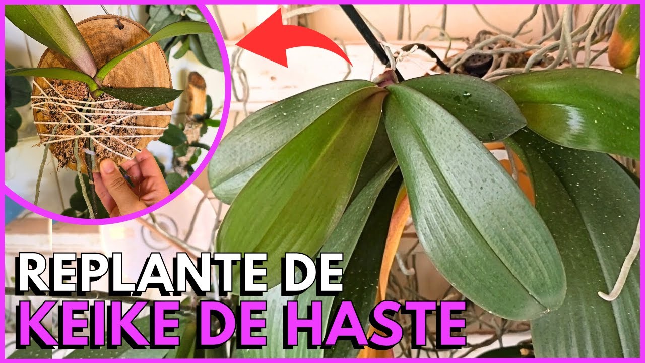 FINALMENTE REPLANTEI OS KEIKES(MUDINHAS) DAS PHALAENOPSIS DO JARDIM VERTICAL☝️🌸