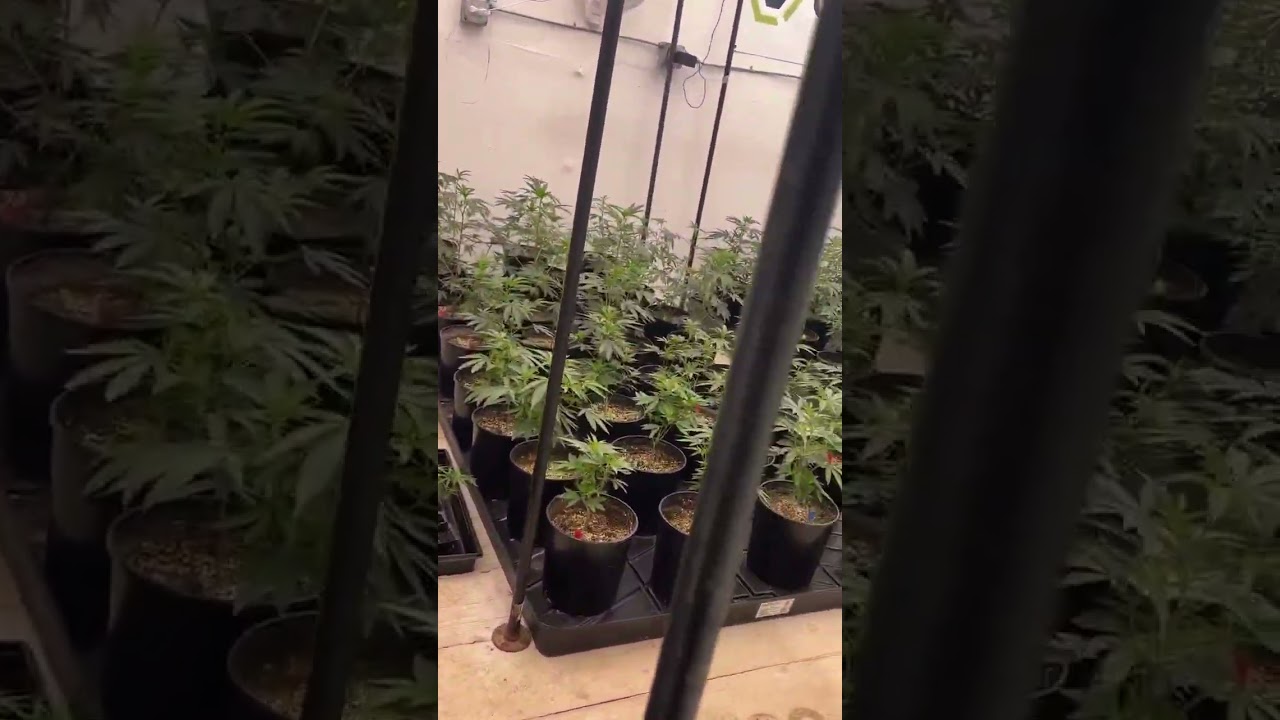 How to grow good weed #heavy16