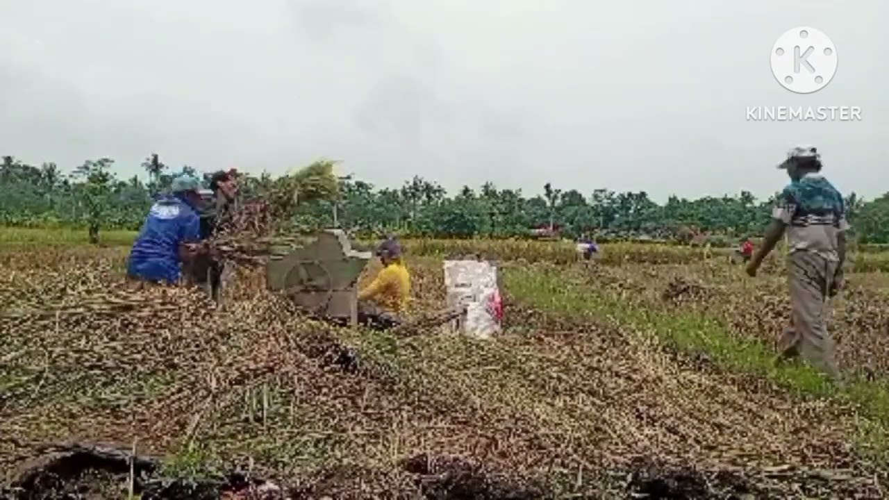 Prosesi panen padi. 