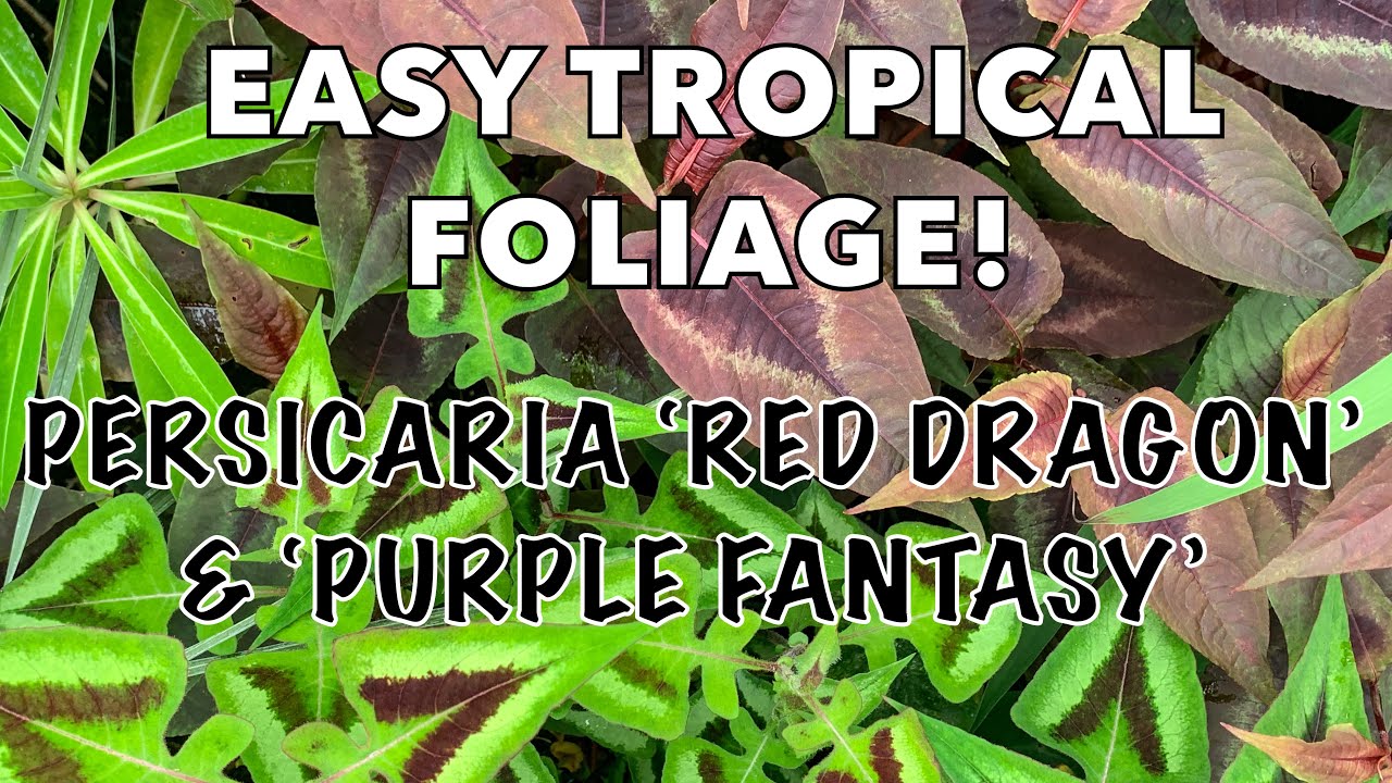 Easy & Exotic Ground Cover for Shade - Growing Persicaria Red Dragon & Purple Fantasy
