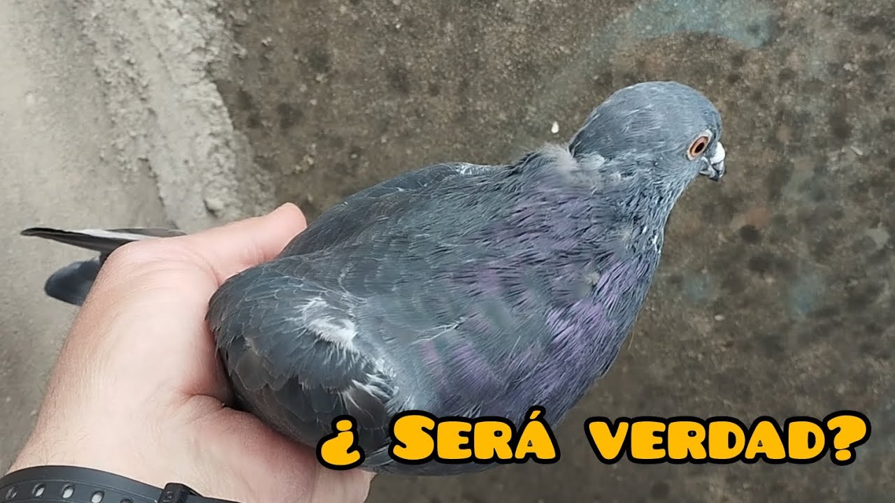 El plumaje 🪶 Misterioso ( salen buenos ) palomos deportivos ♥️