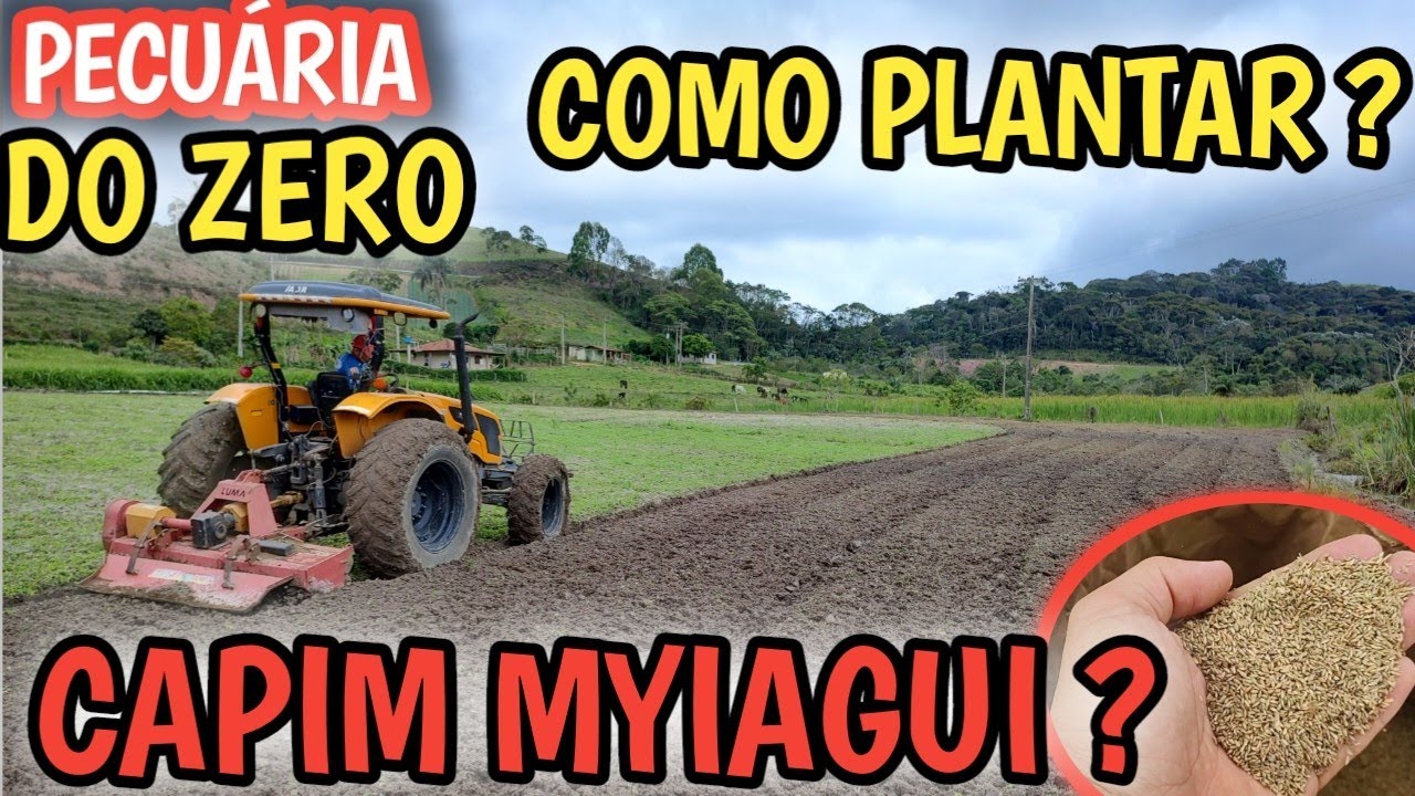 Como plantar o melhor capim? passo a passo do plantio manual do Myiagui PROJETO PECUÁRIA DO ZERO