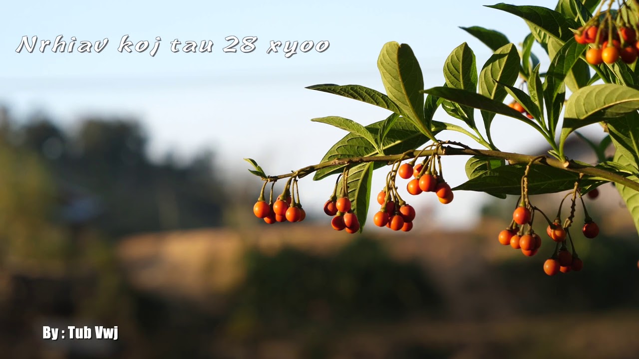 Kuv nrhiav koj tau 28 xyoo 3/03/2019